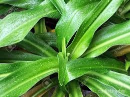 Crinum asiaticum leaf3.jpg